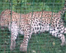 Leopard creating panic trapped in Manipal